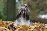 SHIH TZU 179